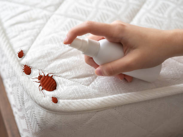 Best Emergency Pest Control  in Palm Springs, FL